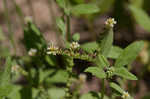 Fourspike heliotrope